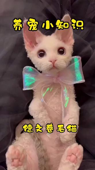 今日份粘人小妖精-德文卷毛猫#德文卷毛猫 #新手养猫 #科学养宠攻略 #铲屎官的乐趣