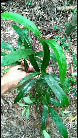 柳叶水照影煲汤非常香,真是认识就是宝不认识就是草。#珍贵野山草药#柳叶水照影