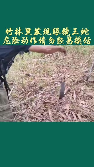 竹林里发现眼镜王蛇#这操作都看傻了 #这是高手 #一顿操作猛如虎 #难得一见 #开眼界了