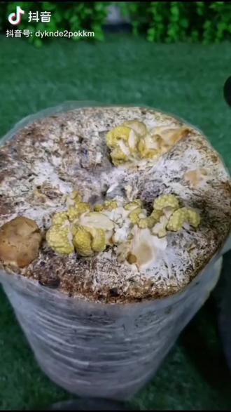 榆黄蘑生长过程!