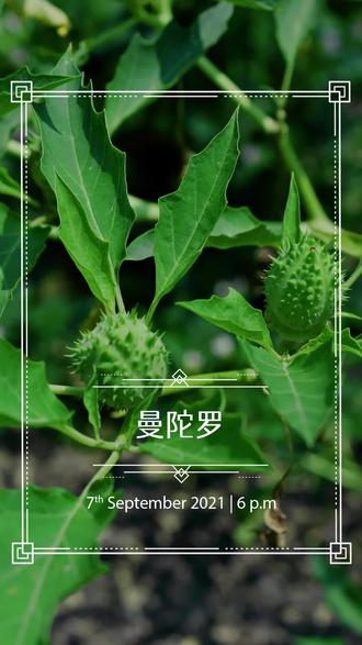 带有神秘气息的曼陀罗,传说会使人产生幻觉,是真的吗?@抖音小助手 @DOU+小助手 #曼陀罗 #植物 #武汉植物园