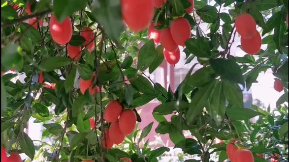 植物王国的神话,国家一类保护植物——金弹子