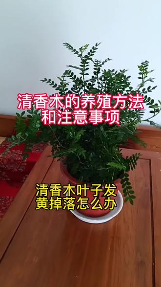 #清香木 清香木的养殖方法#养花肥料 清香木叶子下垂蔫了怎么补救#花卉绿植 清香木叶子发黄掉落的解决办法#专用肥 清香木施肥用什么肥#养花小知识