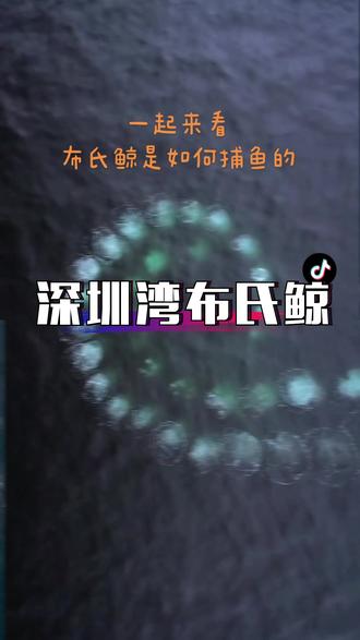布氏鲸来深圳大鹏湾做客啦!一起来看布氏鲸捕食过程!#鲸鱼 #布氏鲸 #海洋生物 @抖音小助手