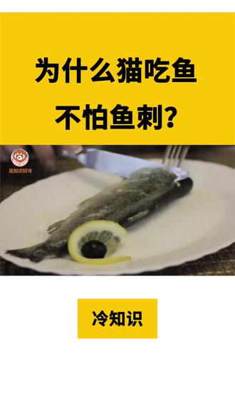 为什么猫吃鱼,不怕鱼刺呢? #冷知识