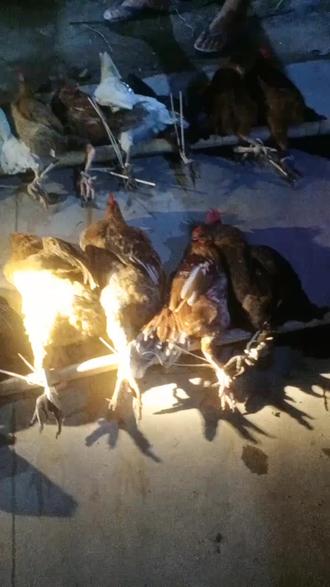 农村自有农村乐 傣族出洼了,可以结婚了,偷鸡🐔节安排