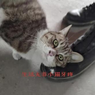 #流浪猫 原作者写的挺好的,生活无非小猫牙疼