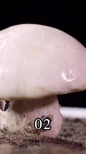 白蘑是伞菌中珍贵的品种,含有丰富的蛋白质、维生素及钾、钙、铁、磷等矿物质,宣肠益气,散血热,透发麻疹。#中药