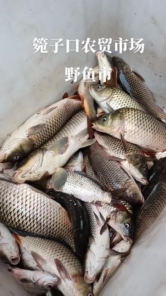 早上野生鱼市,鳡鱼30元一斤。据说是长江鱼。