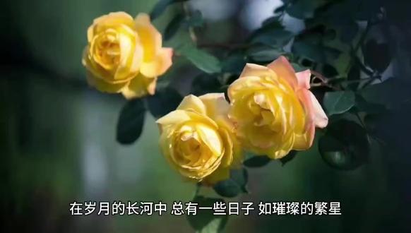 美文 | 最美的日子 #美文 #美文朗诵 #散文 #散文朗诵