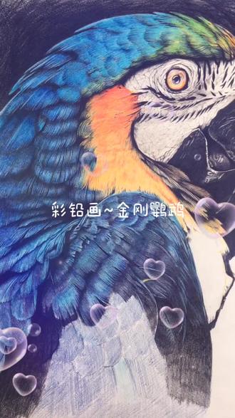 彩铅画~金刚鹦鹉#画 #充能计划 @抖音小助手