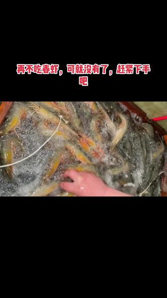 带籽的春虾马上快没有了,快来吧#烟台