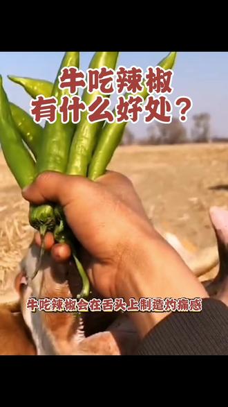 牛吃辣椒有什么好处?今日分享#养殖 #养殖人加油 #农村创业养殖 #农村养牛 #养牛人