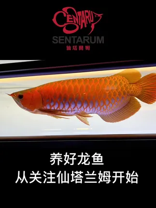 还是满满的一屋子鱼让人安心 经历了年后的特殊时期 现在回鱼越来越顺畅了 抖音 还是满满的一屋子鱼让人安心 经历了年后的特殊时期 现在回鱼越来越顺畅了 抖音