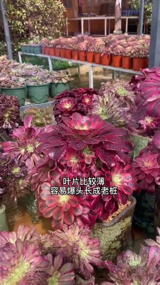 法师多肉的养殖与护理#多肉植物 #法师 #好看的花一定要分享给你