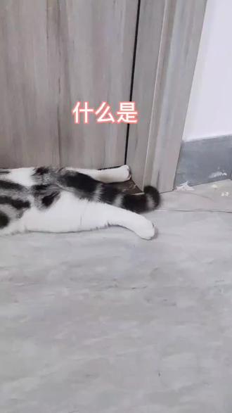 猫咪出现这种情况时不要碰它,否则至少损失两盒罐头#记录猫咪日常 #铲屎官的乐趣