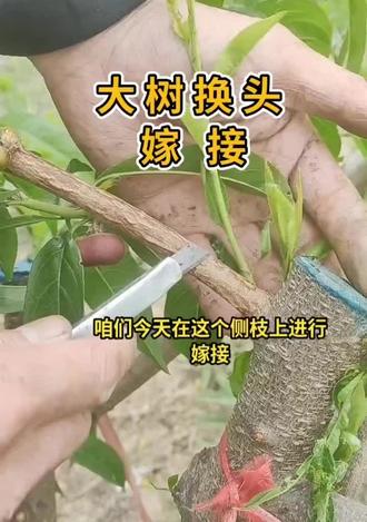 大树的换头嫁接