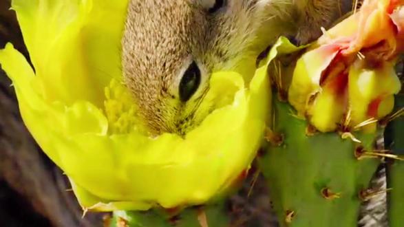 #小动物们能有多治愈 小小世界—松鼠的生存课堂开讲啦!#探秘自然界纪录片