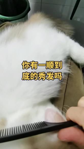 别羡慕,柔顺是拿掉毛换来的
#内容过于真实 #原创 #萌宠出道计划 #飘柔挑战 #搞笑视频 @抖音小助手 @DOU+小助手