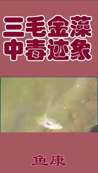 三毛金藻中毒迹象#养鱼#水产养殖