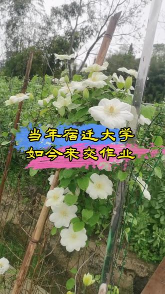 当年单纯的我吃亏上当 入的冒充铁线莲的转子莲#铁线莲 #宿迁#转子莲 #种花的小楼子