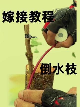 《三农》嫁接新农人