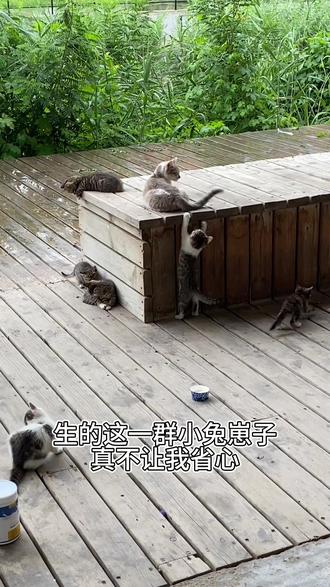 重生之我变成了一只猫,尾巴变成了逗猫棒#穿越变身