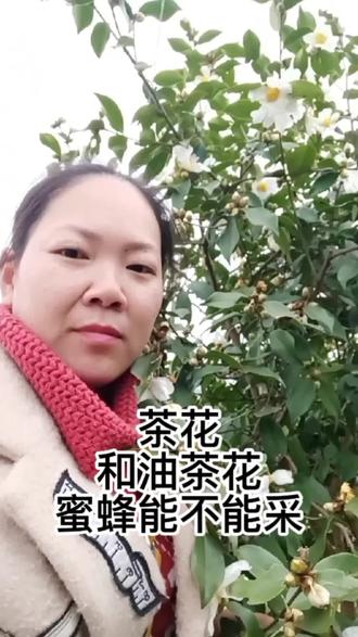 茶花和油茶花蜜蜂可以采吗#养蜂人 #蜜蜂