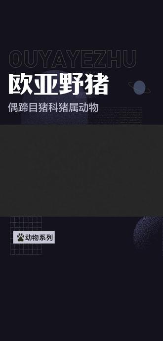欧亚野猪——偶蹄目猪科猪属动物#欧亚野猪