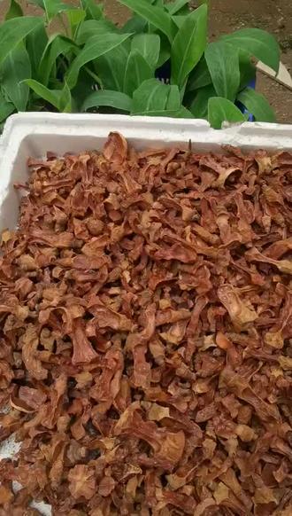 #纯天然绿色食品 茶籽芯有什么作用?知道吗?