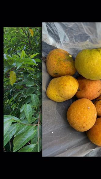 这玩意虽然是丑了点但也不至于叫狗果这么莫名其妙吧