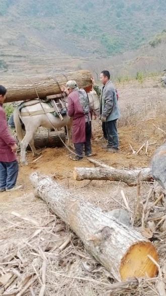 这个更历害,直径40cm长达2.3米咧!