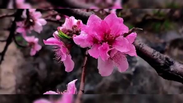 繁花在哪里,繁花在哪里完结,繁花在哪里后续,繁花在哪里完整版,牛叉婆婆,牛叉婆婆后续,牛叉婆婆完结,牛叉婆婆完整版,吃脑的怪物,吃脑的怪物后续,吃脑的怪物完结,吃脑的怪物完整版,人心的冰冷,人心的冰冷后续,人心的冰冷完结,人心的冰冷完整版,习惯被漠视,习惯被漠视完整版,习惯被漠视后续,习惯被漠视完结,一分一个吻,一分一个吻完结,一分一个吻完整版,一分一个吻后续,再见十年暗恋,再见十年暗恋完结,再见十年暗恋完整版,再见十年暗恋后续,我要学霸,我要学霸完结,我要学霸完整版,我要学霸后续,高价协议,高价协议完结,高价协议完整版,高价协议后续,深情审判,深情审判后续,深情审判完结,深情审判完整版,浪漫吵架,浪漫吵架后续,浪漫吵架完结,浪漫吵架完整版,爱情替补,爱情替补后续,爱情替补完结,爱情替补完整版。炮灰征途,炮灰征途后续,炮灰征途完结,炮灰征途完整版,繁花降至,炮灰征途后续,炮灰征途完结,炮灰征途完整版。#每日推荐 #小说推荐 #繁花 #治愈系风景 #一定要分享