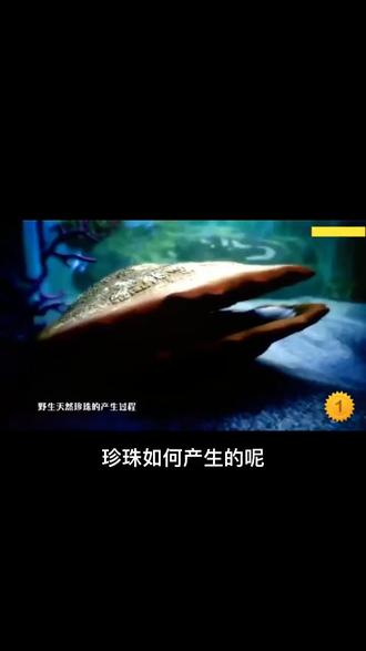 日本akoya海水珍珠是如何形成的?跟随我一起揭开珍珠的神秘面纱吧!(上集)