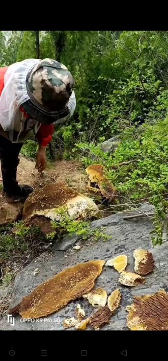 国家级沂蒙山中华蜜蜂保护区#大山里的原生态