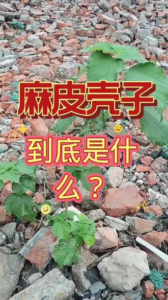 什么是麻皮壳子?#科普一下 #方言搞笑