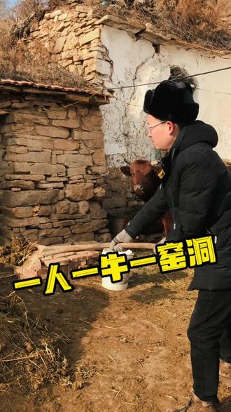 #上热门 一人一牛一#窑洞,开启新农人生活#我的乡村生活 #三农 @DOU+小助手