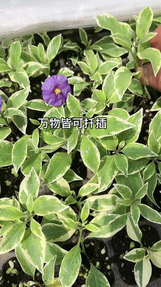 扦插繁殖能力快还身心的方法#花卉基地 #感谢那些默默给我点赞的人