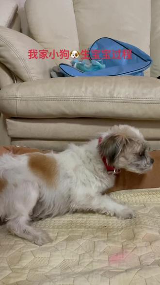 萌宠日常记录 小狗🐶生宝宝过程