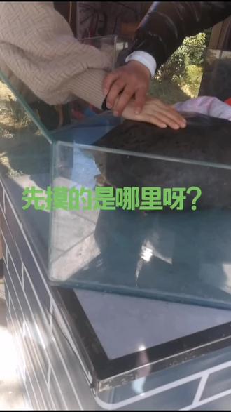 求财啦#全民众安拜新年 !先摸乌龟壳哪里呀@抖音小助手 @中国平安人寿