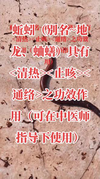 #上热门话题5000亿流量第一名#蚯蚓(别名~地龙、蛐蟮)具有<清热><止咳><通络>之功效作用(可在中医师指导下使用)