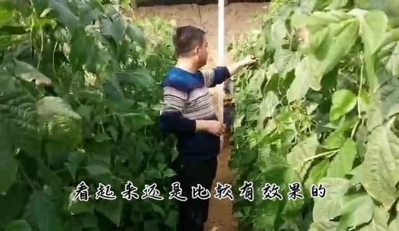 从结完头茬芸豆就落秧子,到现在二茬上来了叶片还依旧旺盛健康,依据是什么呢?绿地康闷棚菌剂+菌剂+生物冲施肥的功效