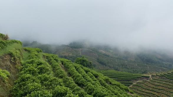 凤凰单丛鸭屎香茶山