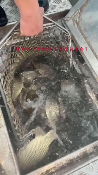 母鱼肚子里的鱼子有没有生命???