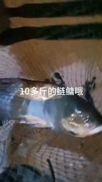 #夜钓 #手感好腰力足 香港怡隆飞天鲤5.5H钓大鲢鳙#支持全国各地发货 #香港怡隆飞天鲤