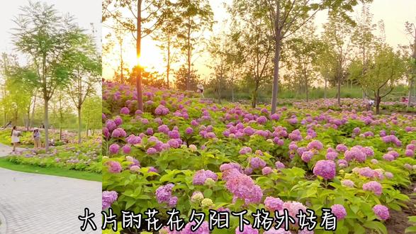 #抖音活动大赏 #来抖音玩户外
导航:温榆河公园13号停车场。
位置:温榆河公园东园(温榆国风)。
门票:门票免费,停车收费。
路线:进门左转沿路牌至紫花谷。
花期:视频为6月16日实拍,全部盛开。
禁止:宠物、儿童自行车、滑板车、平
衡车、风筝、无人机等。
设施:园内有自动售卖机,可以买饮料和水。
一点感受:
温榆河公园紫花谷的绣球花的确很漂亮,但位置还是对北城的姐妹更友好些,单纯只为赏花的姐妹可以再想想。
这几天花开的正好,周末人应该会不少,想来的姐妹也可以带上露营装备,在宝藏温榆河公园野餐下。(野餐温榆河有专门的园区哈)
温榆国风园区整体很中式,园内种了很多种中药材,和娃一起学习了一些,感觉很长知识。
#公园散步随拍 #感受大自然的气息和美景