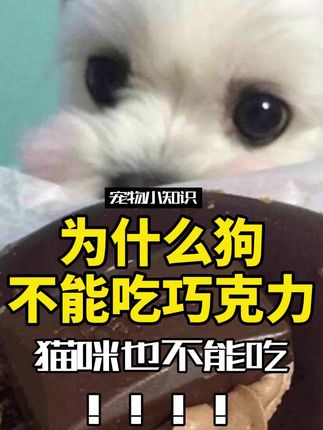 宠物研究Z所长