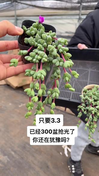 碧玉莲和鹿角海棠你能区分开了吗