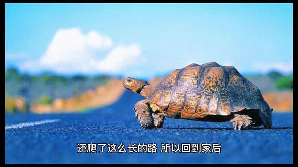带乌龟出门散步 它还能记住回家的路 这也太聪明了#龟龟🐢 #养龟日常 #神奇动物在抖音 #万物皆有灵性 #忍者神龟