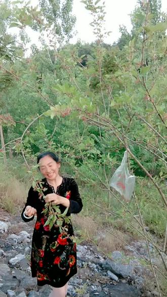 本地名叫蚕树果,摘了泡酒喝据说能软化脑血管#民间单方